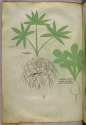 Botanisk illustration, ca. 1440 (blæk og farve på pergament)