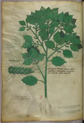 Botanisk illustration, ca. 1440 (blæk og farve på pergament)