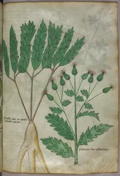 Botanisk illustration, ca. 1440 (blæk og farve på pergament)