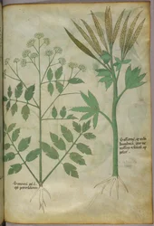 Botanisk illustration, ca. 1440 (blæk og farve på pergament)