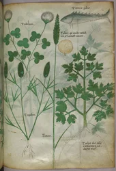 Botanisk illustration, ca. 1440 (blæk og farve på pergament)