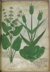 Botanisk illustration, ca. 1440 (blæk og farve på pergament)