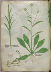 Botanisk illustration, ca. 1440 (blæk og farve på pergament)