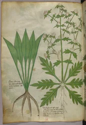 Botanisk illustration, ca. 1440 (blæk og farve på pergament)