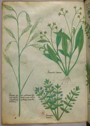 Botanisk illustration, ca. 1440 (blæk og farve på pergament)
