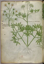 Botanisk illustration, ca. 1440 (blæk og farve på pergament)