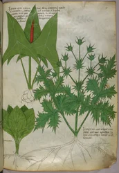 Botanisk illustration, ca. 1440 (blæk og farve på pergament)