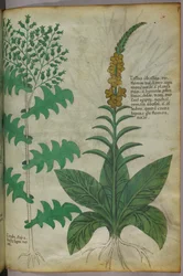 Botanisk illustration, ca. 1440 (blæk og farve på pergament)