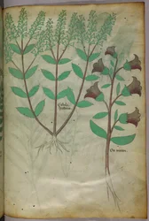 Botanisk illustration, ca. 1440 (blæk og farve på pergament)