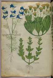 Botanisk illustration, ca. 1440 (blæk og farve på pergament)