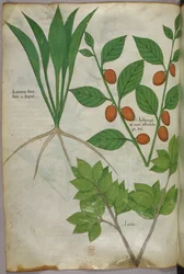 Botanisk illustration, ca. 1440 (blæk og farve på pergament)