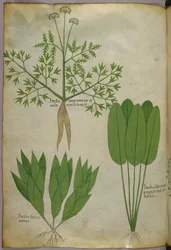 Botanisk illustration, ca. 1440 (blæk og farve på pergament)