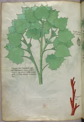 Botanisk illustration, ca. 1440 (blæk og farve på pergament)