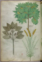 Botanisk illustration, ca. 1440 (blæk og farve på pergament)