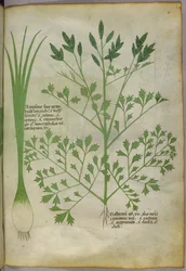 Botanisk illustration, ca. 1440 (blæk og farve på pergament)