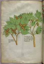 Botanisk illustration, ca. 1440 (blæk og farve på pergament)