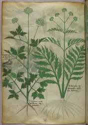 Botanisk illustration, ca. 1440 (blæk og farve på pergament)