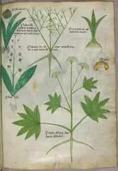 Botanisk illustration, ca. 1440 (blæk og farve på pergament)