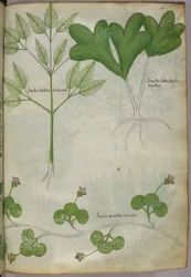 Botanisk illustration, ca. 1440 (blæk og farve på pergament)