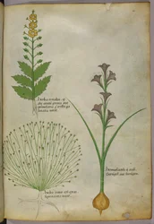 Botanisk illustration, ca. 1440 (blæk og farve på pergament)