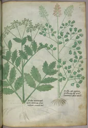 Botanisk illustration, ca. 1440 (blæk og farve på pergament)