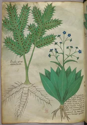 Botanisk illustration, ca. 1440 (blæk og farve på pergament)