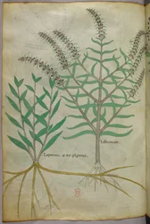 Botanisk illustration, ca. 1440 (blæk og farve på pergament)
