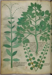 Botanisk illustration, ca. 1440 (blæk og farve på pergament)