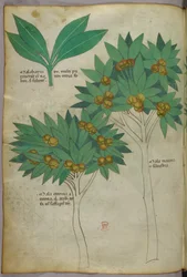 Botanisk illustration, ca. 1440 (blæk og farve på pergament)