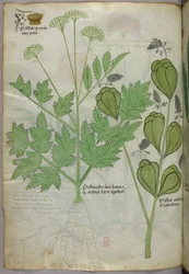 Botanisk illustration, ca. 1440 (blæk og farve på pergament)