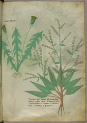 Botanisk illustration, ca. 1440 (blæk og farve på pergament)