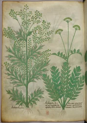 Botanisk illustration, ca. 1440 (blæk og farve på pergament)