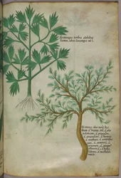 Botanisk illustration, ca. 1440 (blæk og farve på pergament)