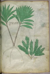 Botanisk illustration, ca. 1440 (blæk og farve på pergament)
