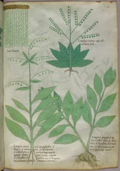 Botanisk illustration, ca. 1440 (blæk og farve på pergament)