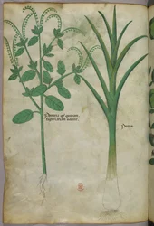 Botanisk illustration, ca. 1440 (blæk og farve på pergament)