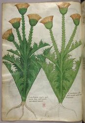 Botanisk illustration, ca. 1440 (blæk og farve på pergament)