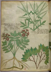 Botanisk illustration, ca. 1440 (blæk og farve på pergament)