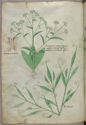 Botanisk illustration, ca. 1440 (blæk og farve på pergament)