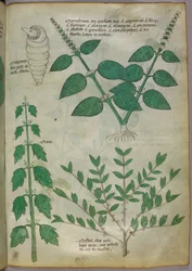 Botanisk illustration, ca. 1440 (blæk og farve på pergament)