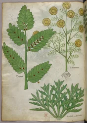 Botanisk illustration, ca. 1440 (blæk og farve på pergament)