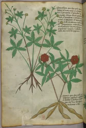 Botanisk illustration, ca. 1440 (blæk og farve på pergament)