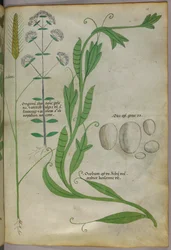 Botanisk illustration, ca. 1440 (blæk og farve på pergament)
