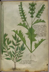 Botanisk illustration, ca. 1440 (blæk og farve på pergament)