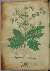 Botanisk illustration, ca. 1440 (blæk og farve på pergament)