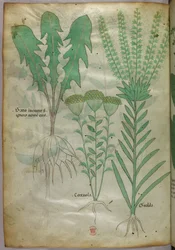 Botanisk illustration, ca. 1440 (blæk og farve på pergament)