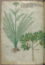 Botanisk illustration, ca. 1440 (blæk og farve på pergament)