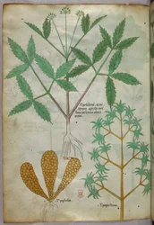 Botanisk illustration, ca. 1440 (blæk og farve på pergament)