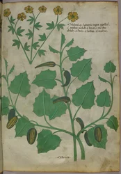 Botanisk illustration, ca. 1440 (blæk og farve på pergament)
