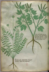 Botanisk illustration, ca. 1440 (blæk og farve på pergament)